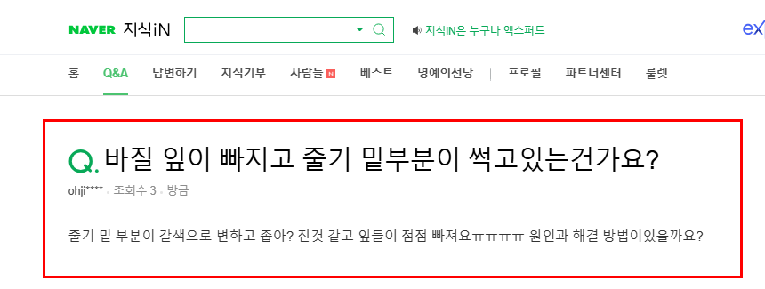 바질 과습으로 질문 지식인