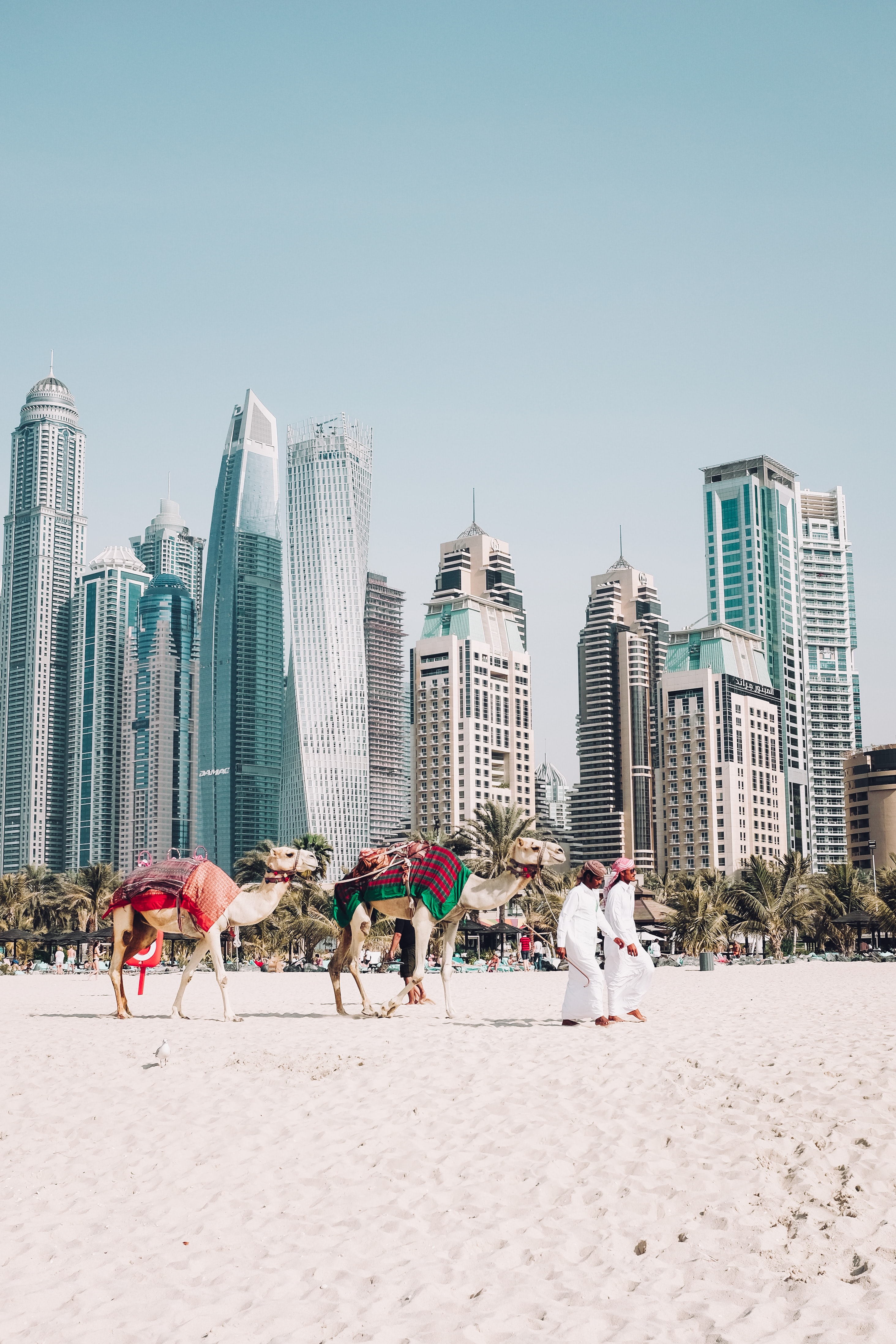 두바이 시내의 바다 모래 앞에 낙타를 끌고 가는 사람들의 모습