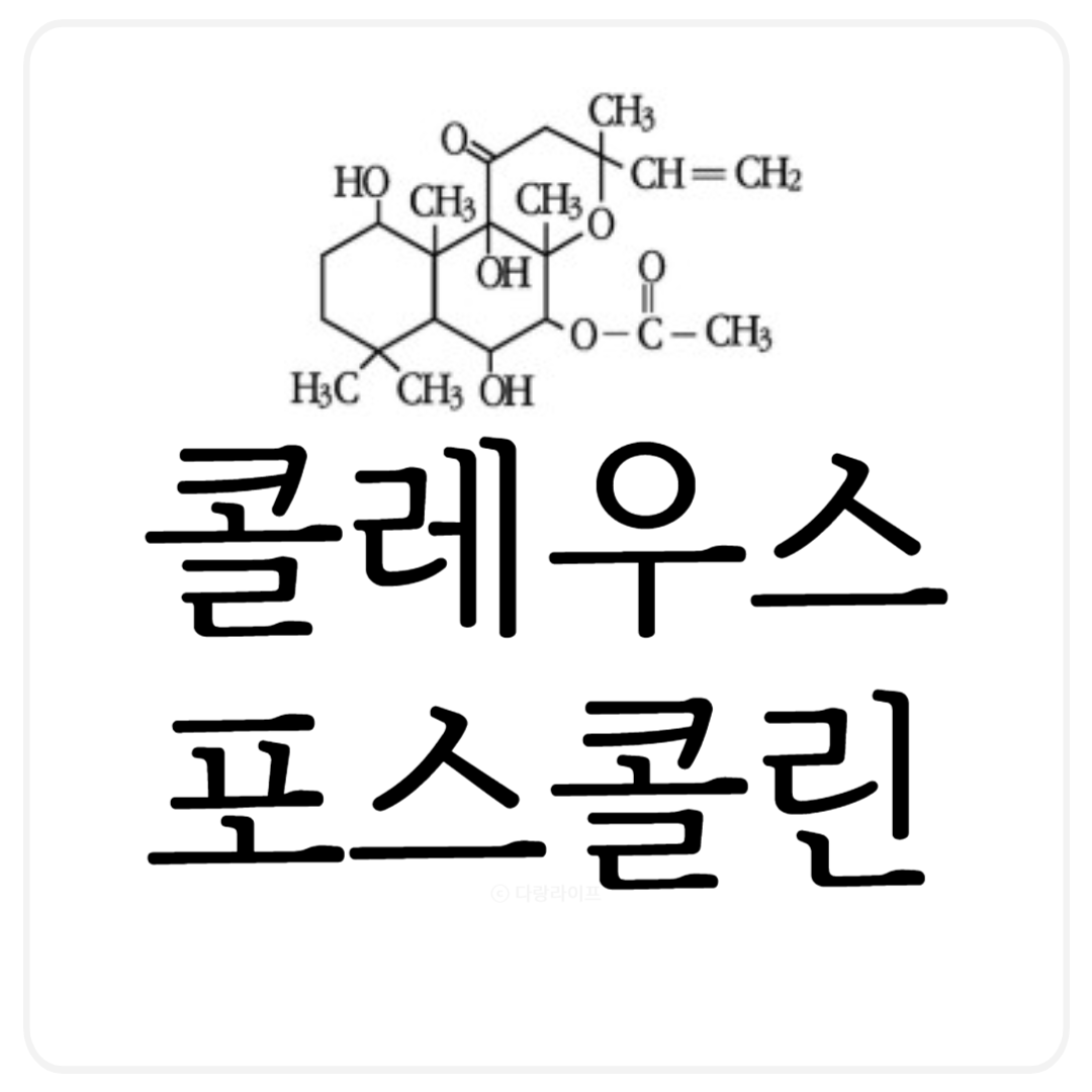 콜레우스포스콜린 포스콜리 다이어트성분 효능부작용