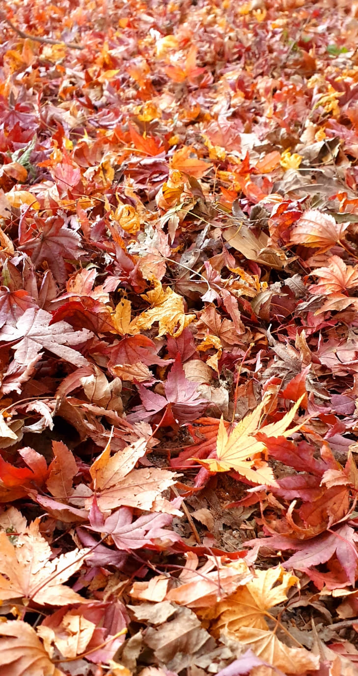  국내 가을여행지 단풍이 아름다운 내장산국립공원 내장사 /내장산입장료/단풍코스/단풍축제/주차장 케이블카 셔틀버스 이용요금 이용시간 운행시간