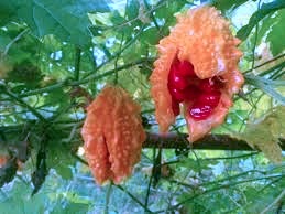img 여주가루먹는법