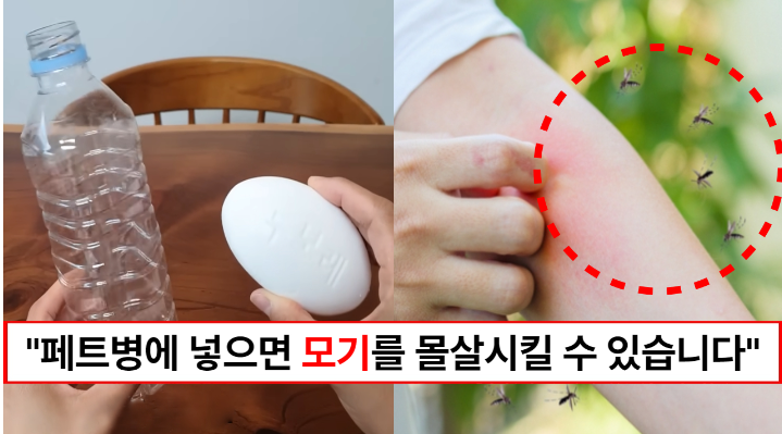 “페트병에 넣기만 하면 됩니다” 모기를 몰살시킬 수 있는 천연 모기퇴치제 만드는 방법 3가지