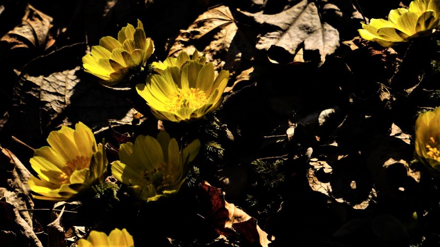 복수초 네 송이&#44; 햇빛 전방측광&#44; 어두운 꽃밭 낙엽&#44;