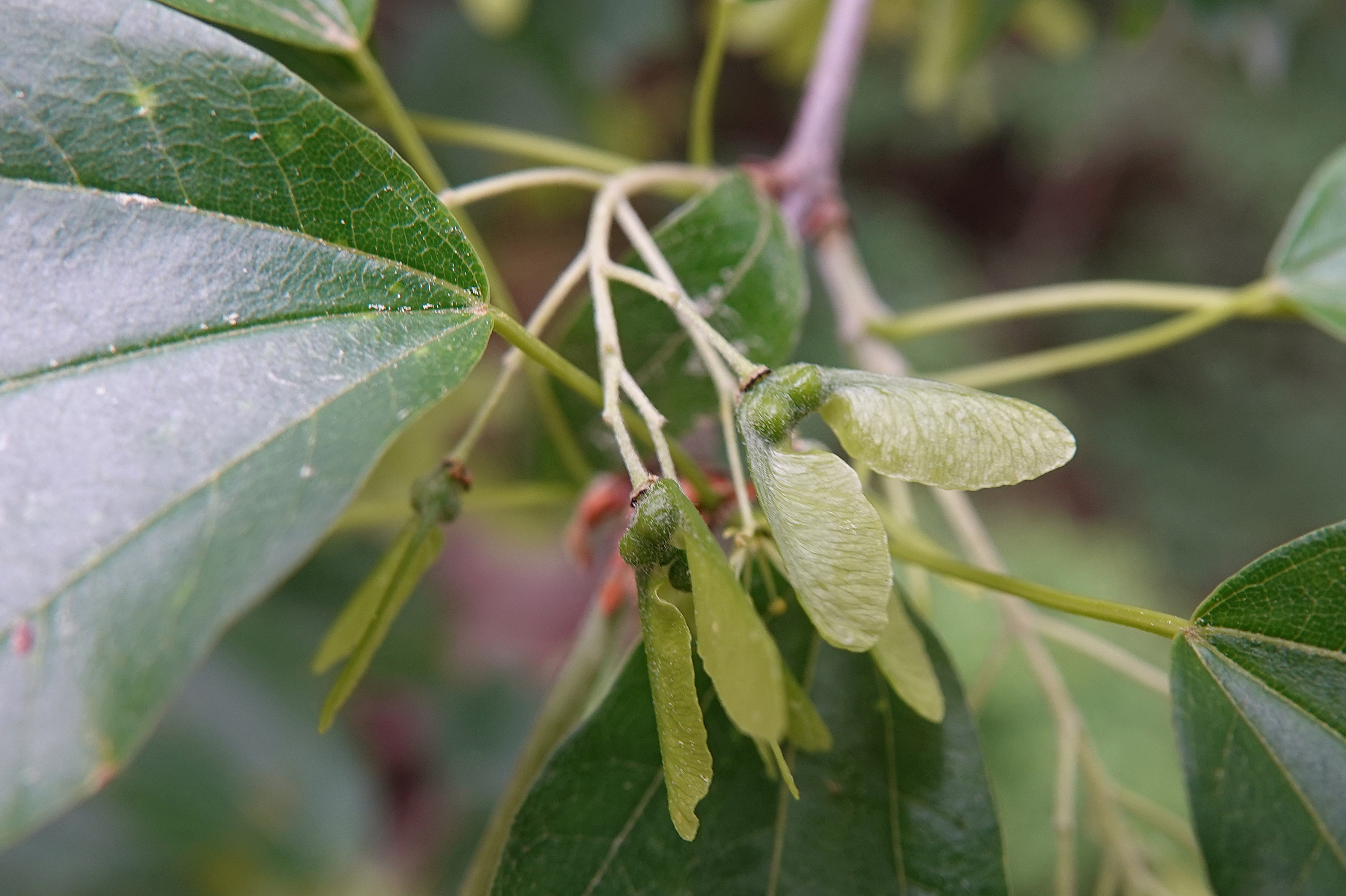  [단풍나무과] 중국단풍(Trident Maple)
