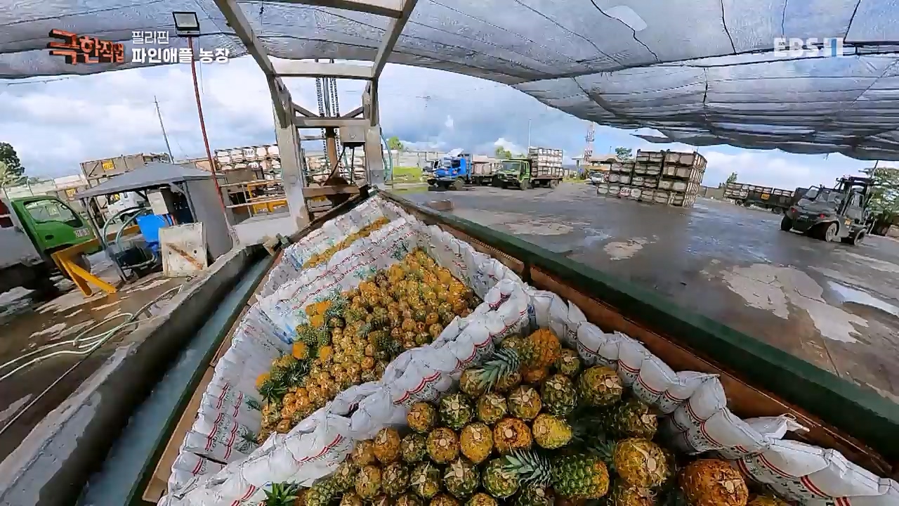 TV - 교육의 중심 EBS필리핀 바나나, 파인애플 농장.mp4_20230302_202909.789.jpg