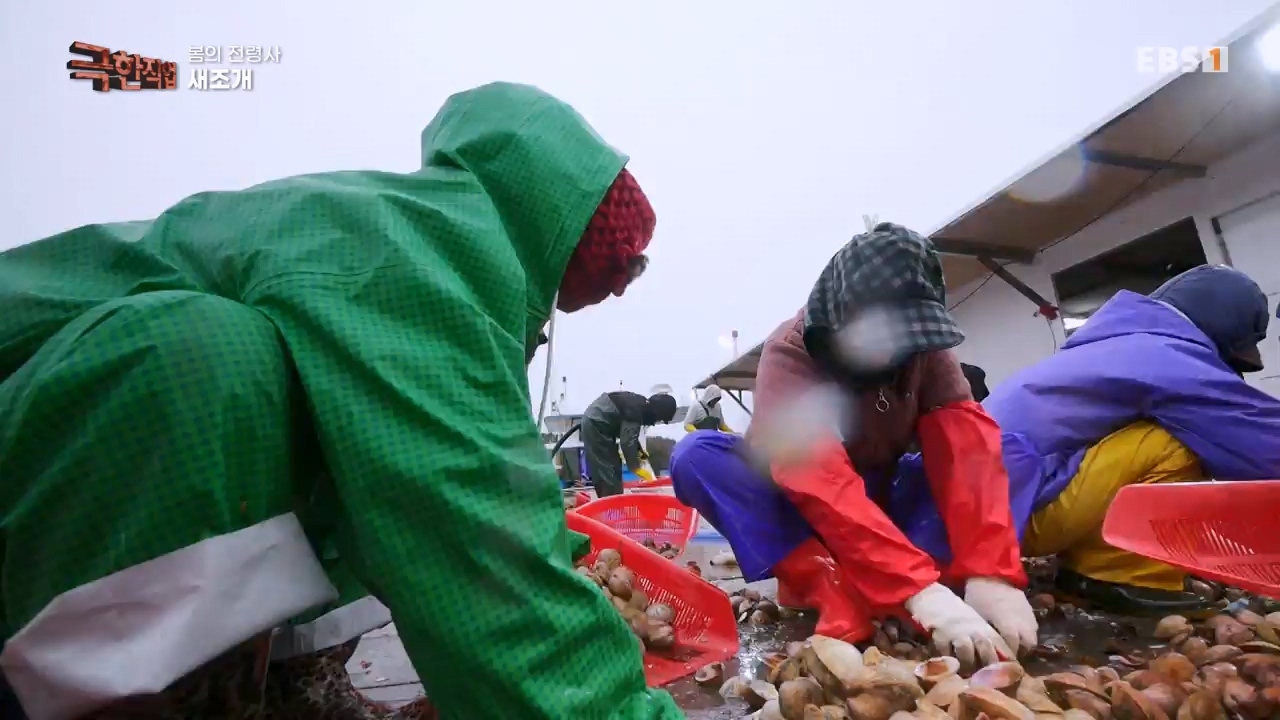 TV - 전 국민의 평생학교 EBS봄의 전령사! 새조개, 미나리, 주꾸미.mp4_20240316_171245.345.jpg