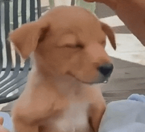  Doggy cute!