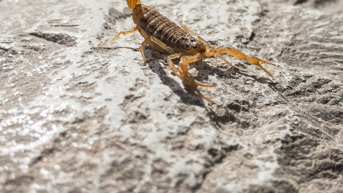 Scorpions