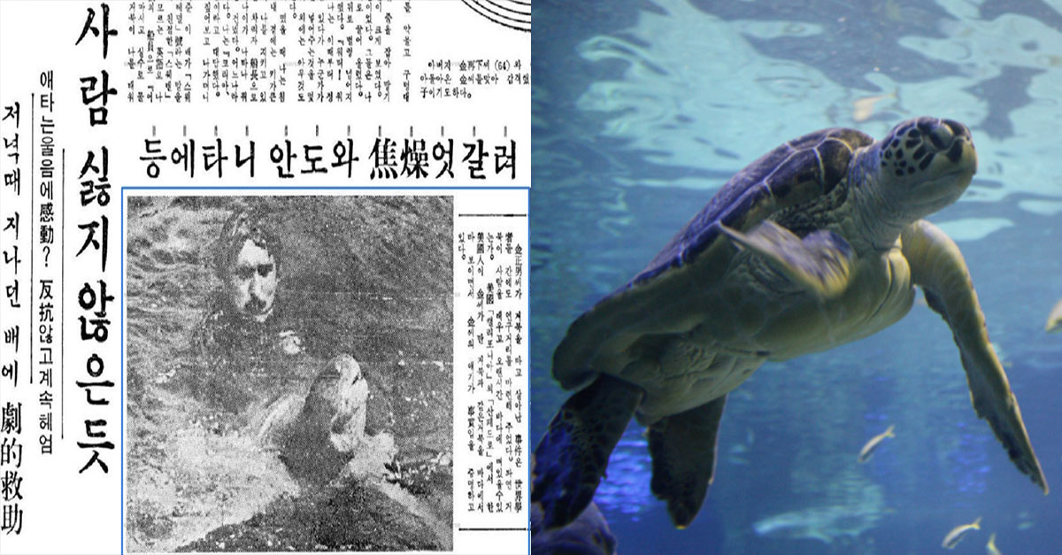  바다 한가운데 빠진 한국인 선원을 구해준 거북이