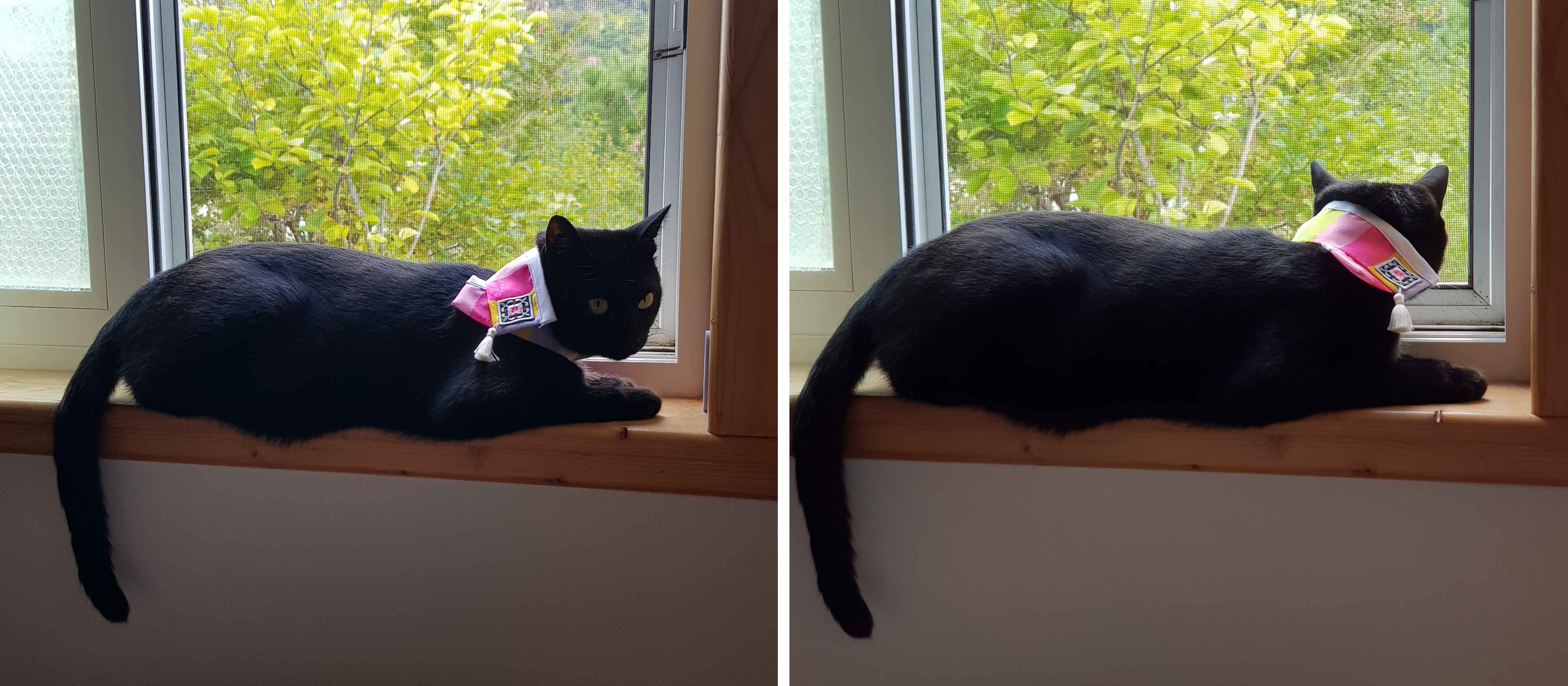 창가에 앉아있는 검은 고양이