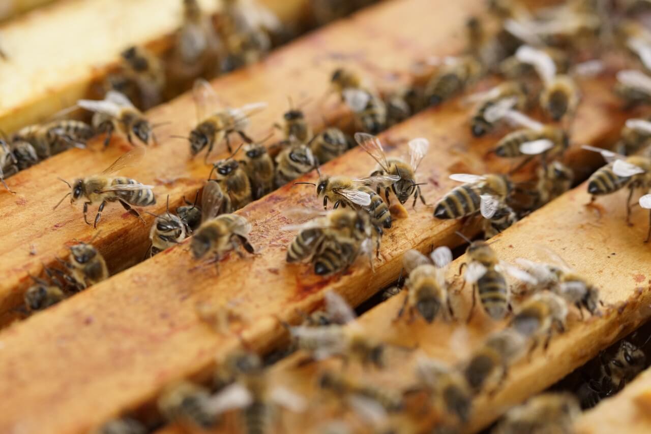 꿀벌들이-일하는-모습