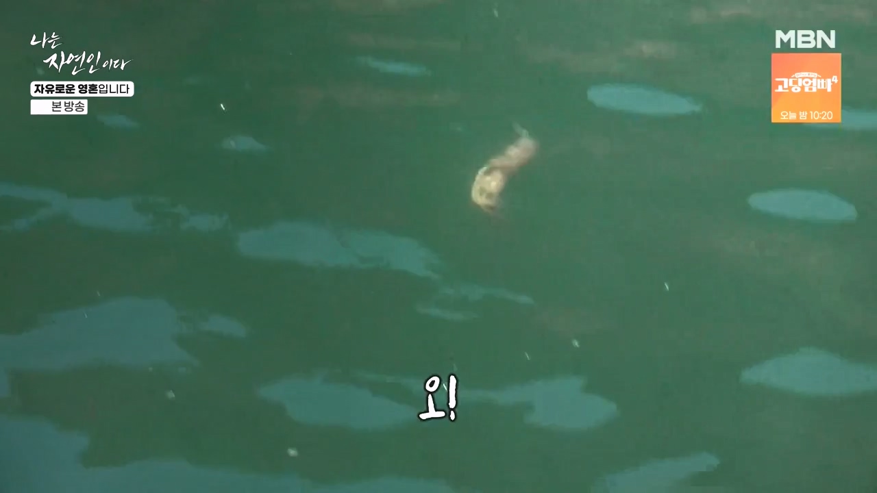 나는 자연인이다.E604.240509p-NEXT.mp4_20240509_195711.851.jpg