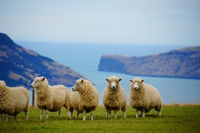 뉴질랜드의-양떼-사진