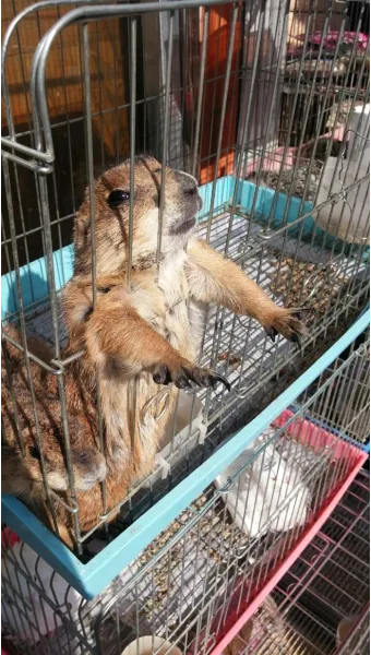 프레디독 가격 키우기 분양 수명 먹이 성격 종류_8