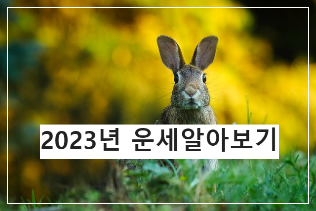  2023년은 어떤 해일까요? 2023토정비결