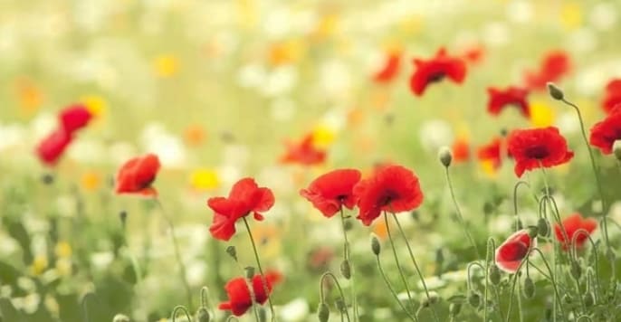  '쇼팽 봄 왈츠' Chopin Spring Waltz