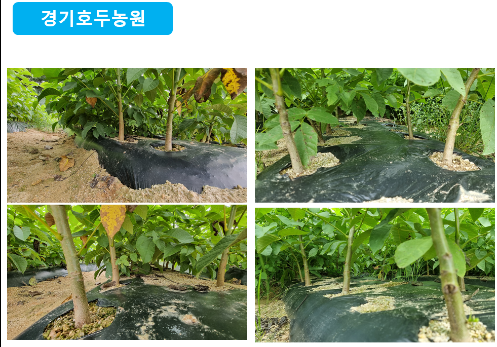 경기호두농원의 호두묘목의 건실한 모습입니다.
초록색의 건강함이 느껴집니다.