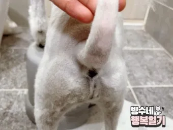 강아지 항문낭 압출법 염증 방지 필수 관리_9