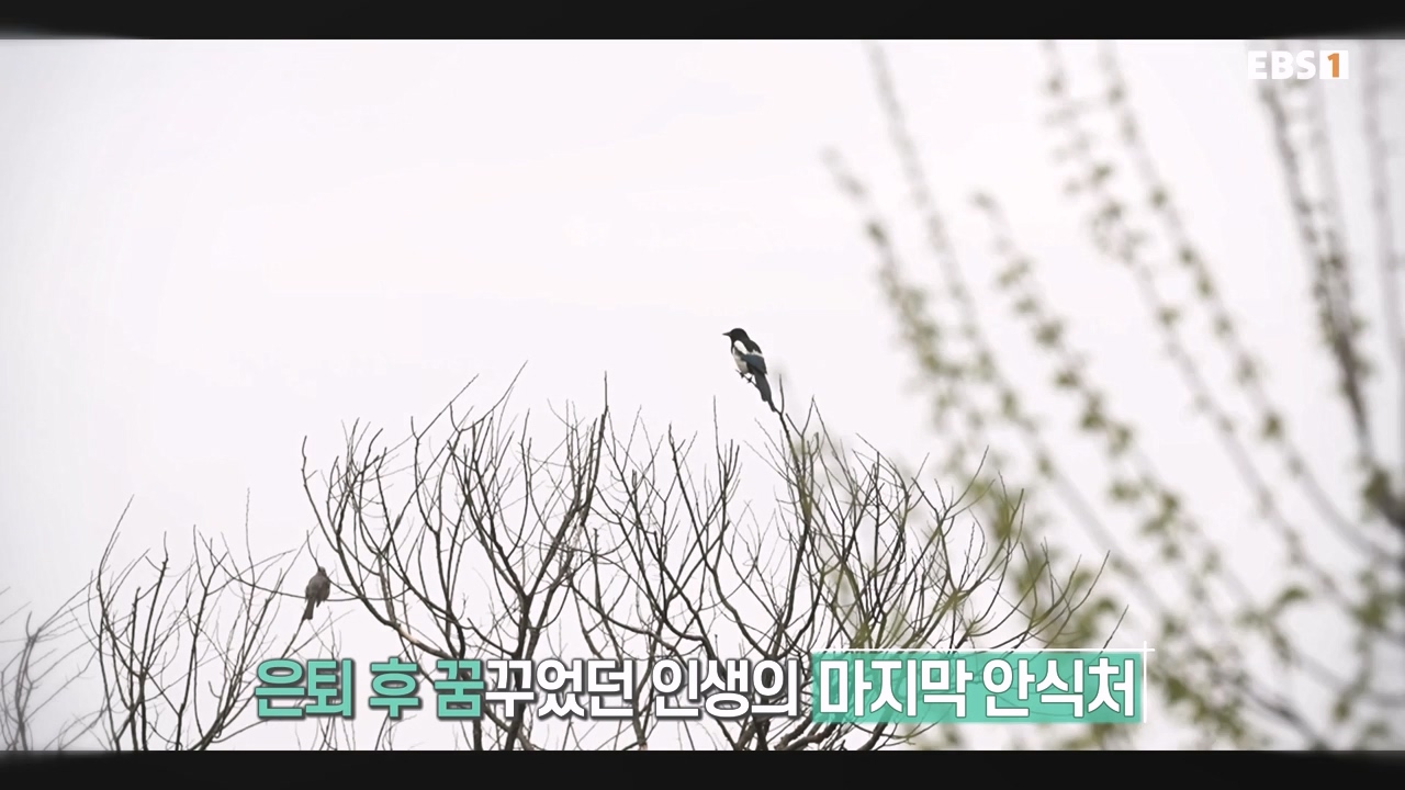 TV - 전 국민의 평생학교 EBS황혼에서 신혼으로, 부부애를 꽃 피우는 집.mp4_20231011_202431.405.jpg
