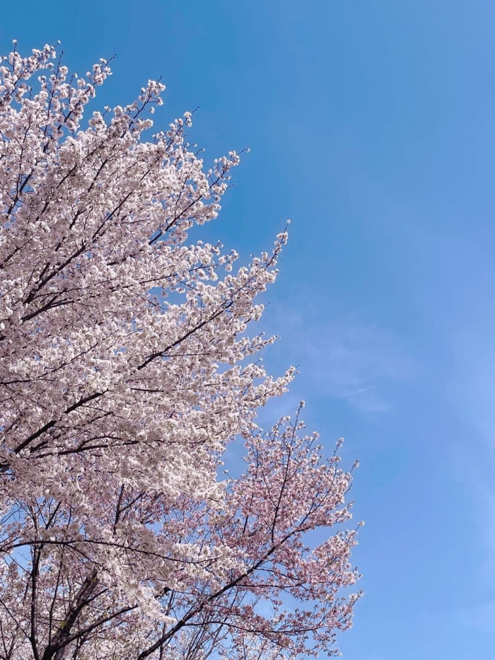 침산공원 벚꽃
