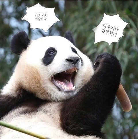  c유명한 푸바오 이것저것 보장하라 짤의 진실.c
