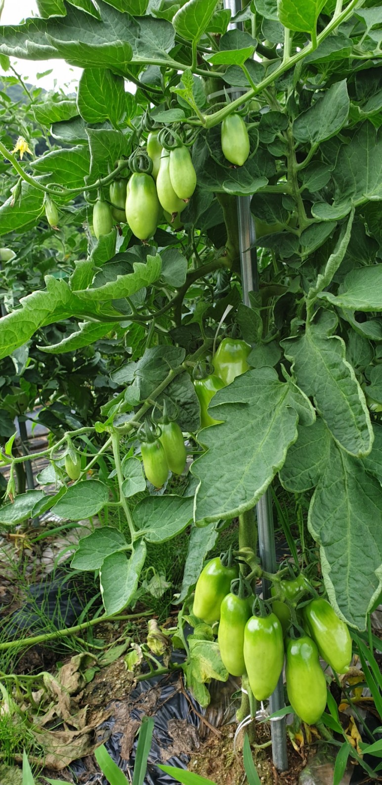 고추 ...모두싹 살포 물에 잠긴 9