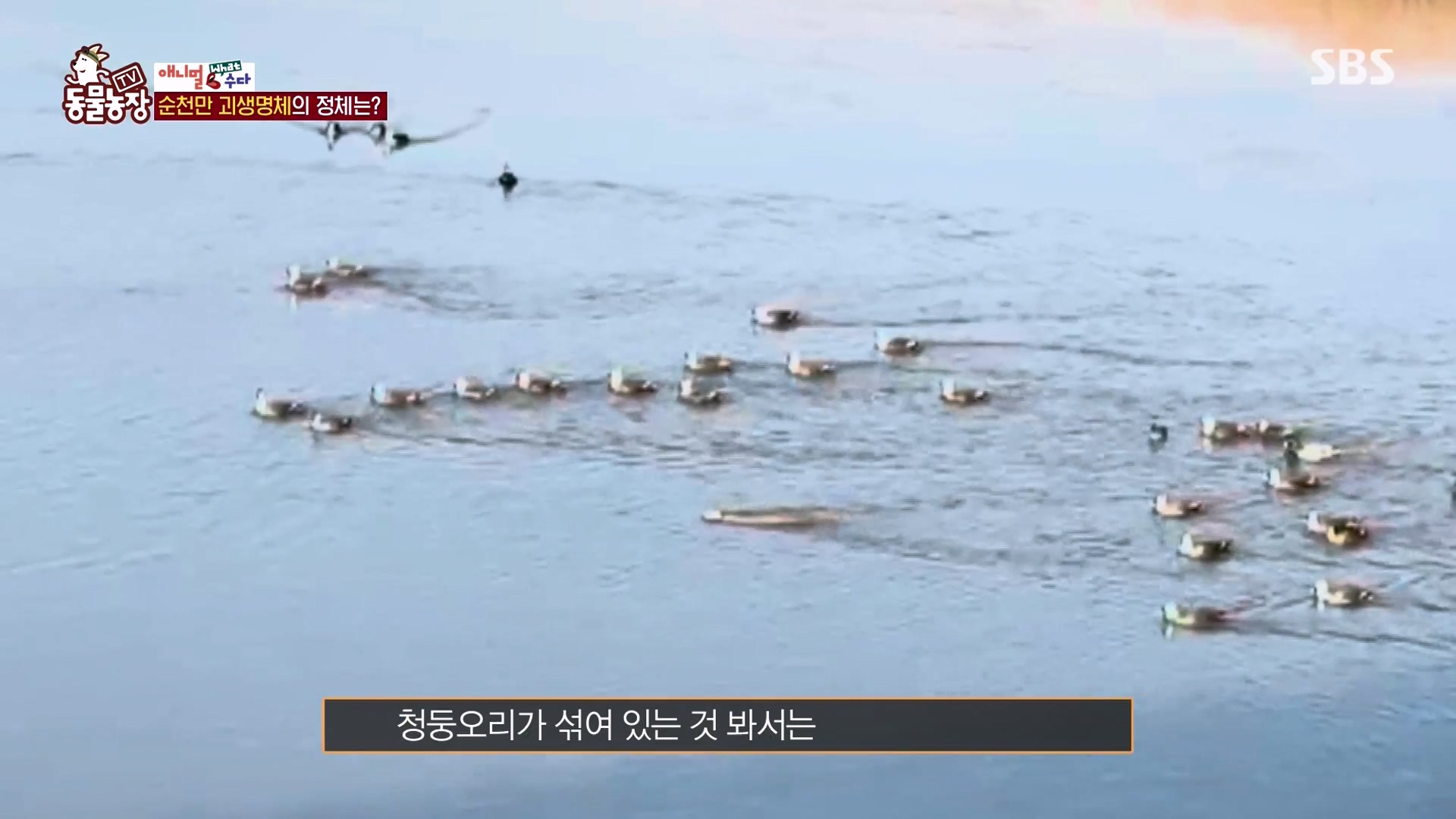 TV 동물농장.E1164.240324p-NEXT.mp4_20240324_170421.768.jpg