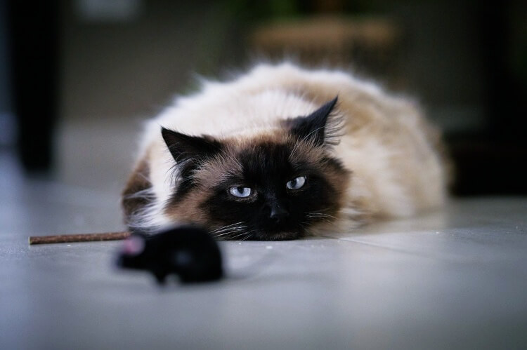 바닥에-누워서-쥐-장난감을-바라보는-고양이