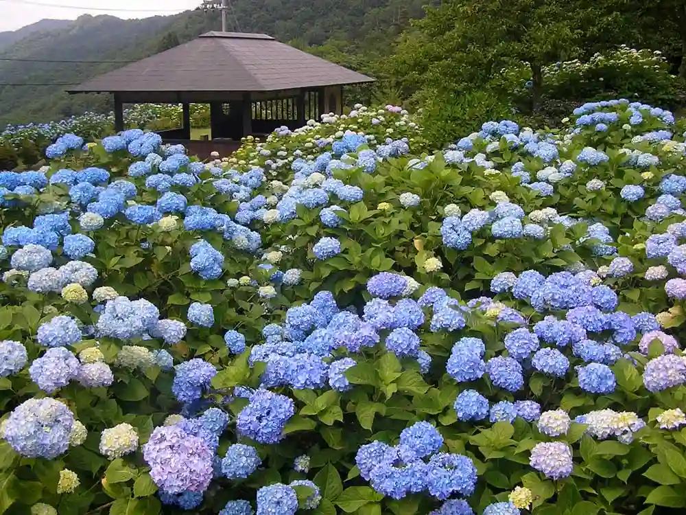 교토 마이즈루 자연문화원 (舞鶴自然文化園)
