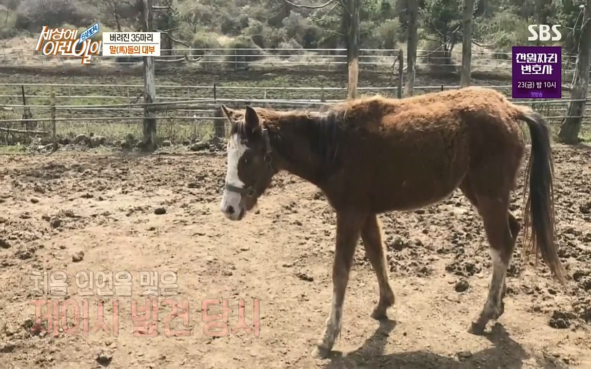 순간포착 세상에 이런일이.E1198.220920.H265p-BULDU.mp4_20220921_200819.854.jpg