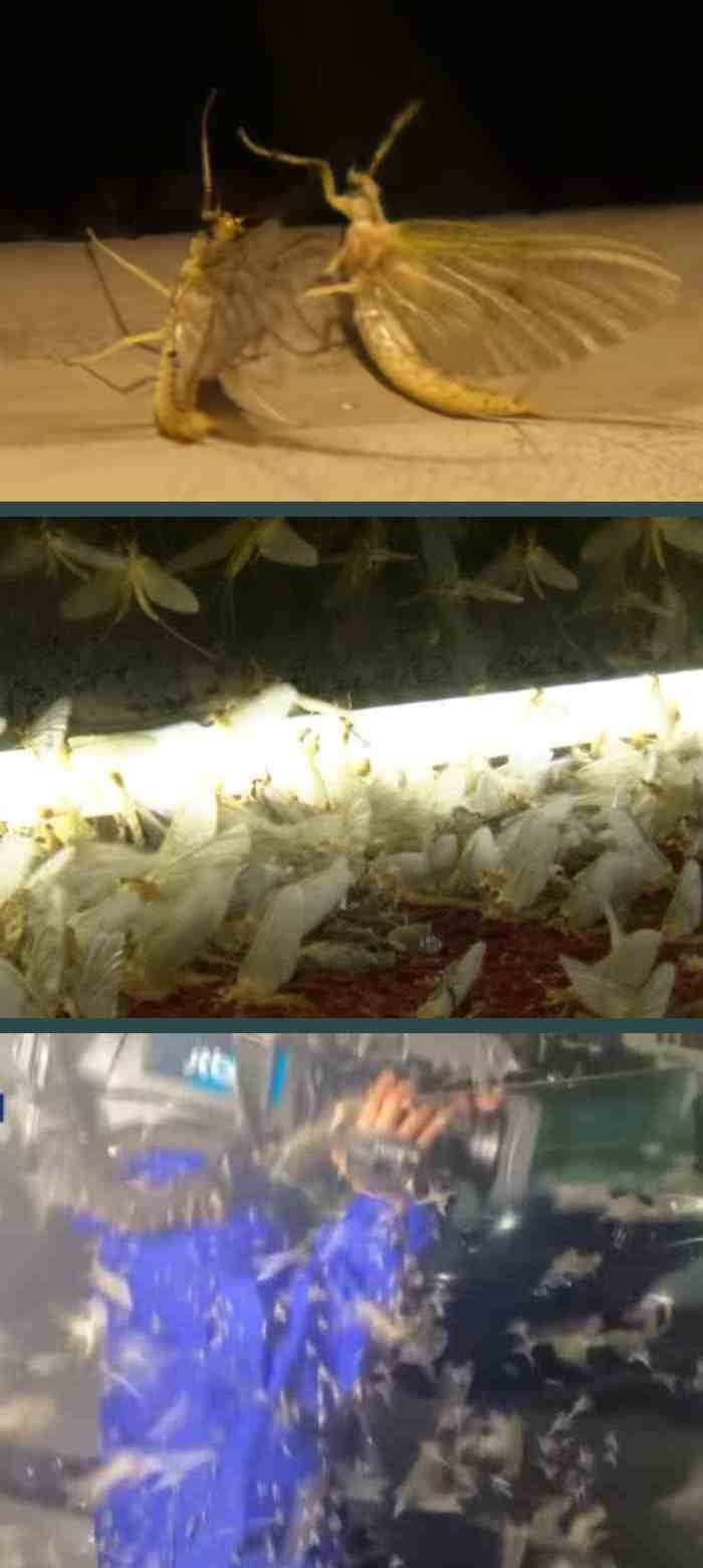 하루살이-곤충