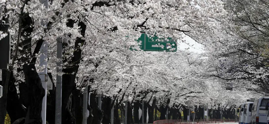서울벚꽃길명소-지도-윤중로-스팟