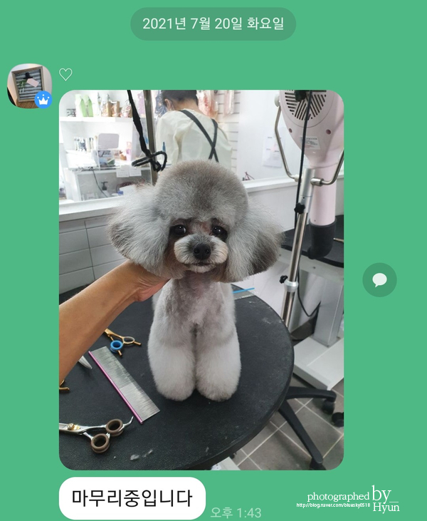::모델이 되어도 좋아! 실버푸들 마리 미용 6