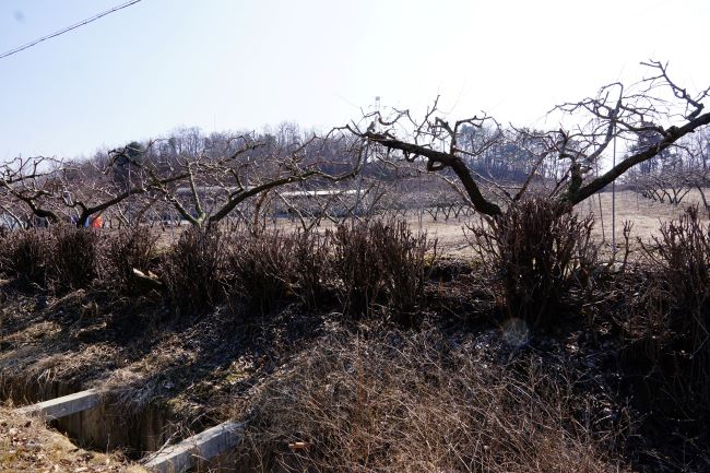 과수원 과수 나무들&#44; 하얀 하늘&#44;