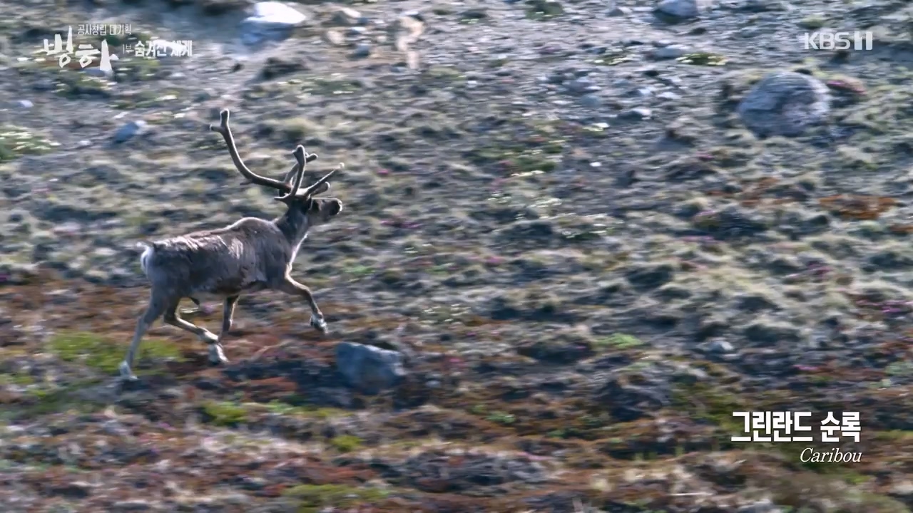 KBS 대기획 3부작 빙하.E01.240308p-NEXT.mp4_20240310_145931.398.jpg