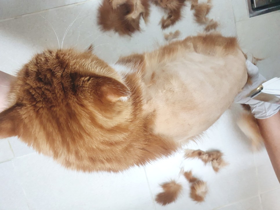 강아지 미용기계 추천 고양이 셀프미용 강아지 바리깡 27