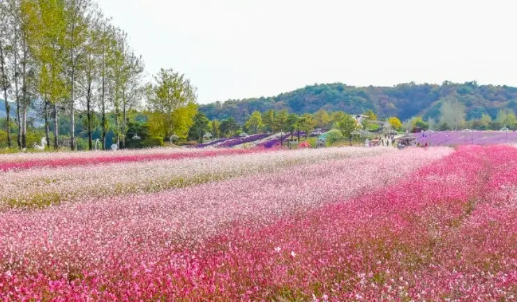 철원 고석정 꽃밭
