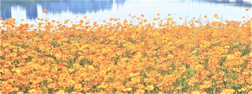 한강물을 배경으로 한 노랑코스모스 꽃밭