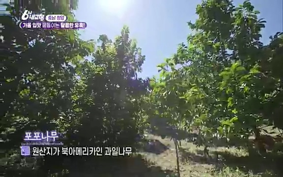 [7613회] 6시 내고향 - KBS7613회] 6시 내고향.ts_20220913_203331.057.jpg
