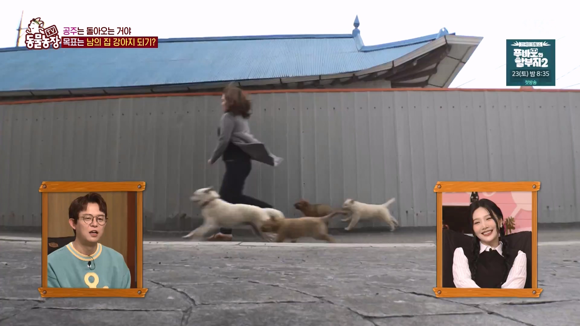 TV 동물농장.E1163.240317p-NEXT.mp4_20240317_171051.207.jpg