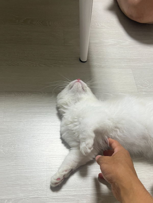 고양이렉돌이분양-부산도그마루-렉돌이-사진