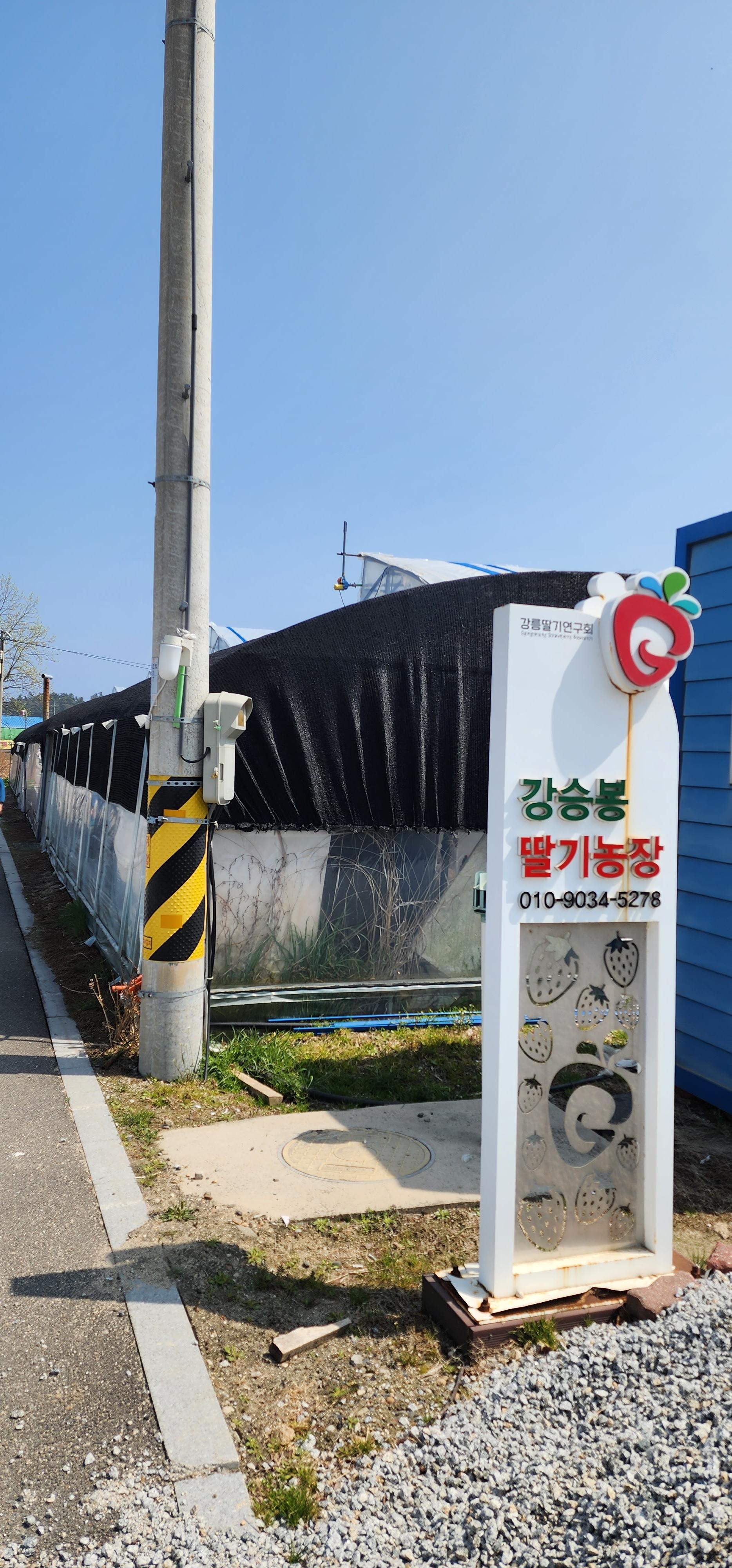  강릉 딸기