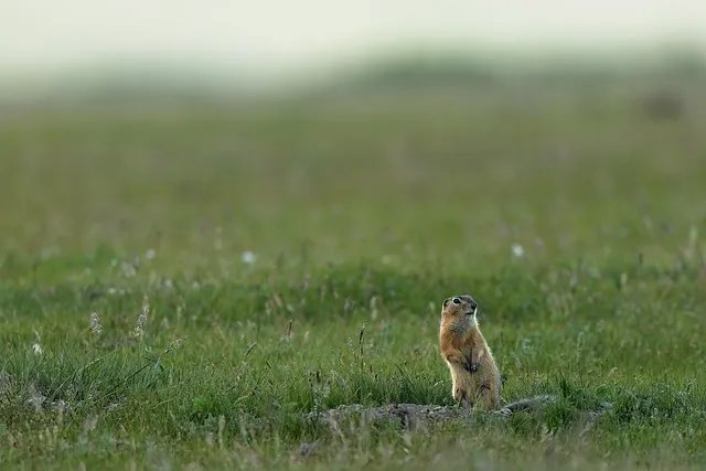 몽골 여행_4