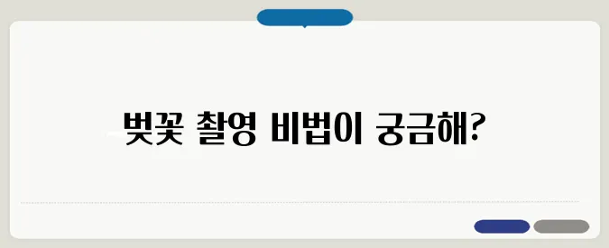 벚꽃 사진 잘 찍는 법! 인생샷 팁 & 카메라 설정