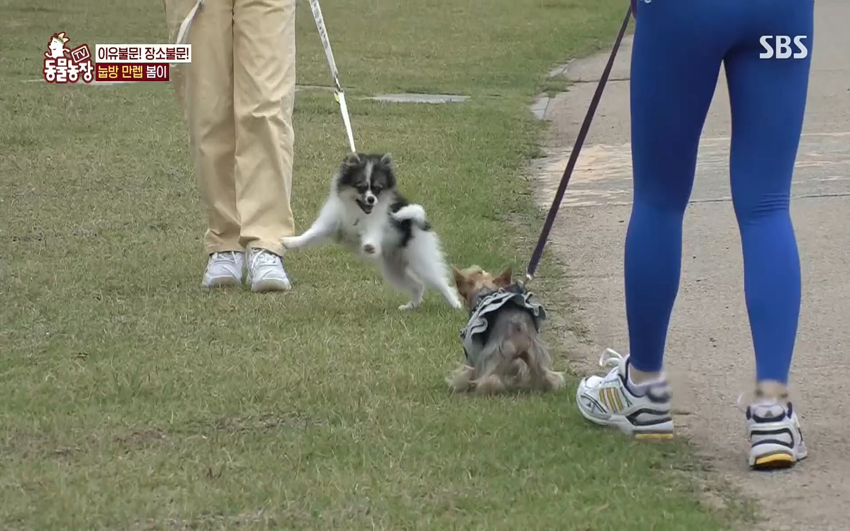 TV 동물농장.E1078.220717p.H264-F1RST.mp4_20220717_151203.336.jpg