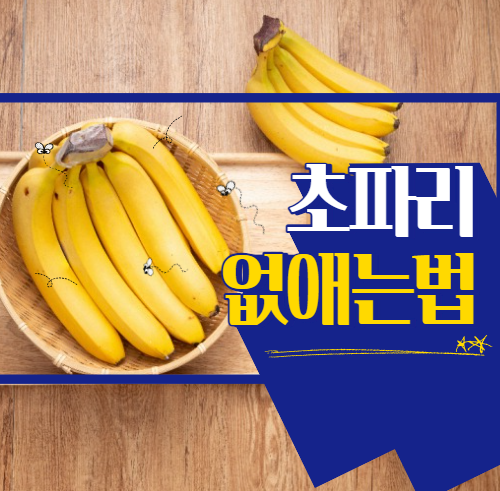  <초파리 없애는 법> 초파리 생기는 이유 초파리 예방법