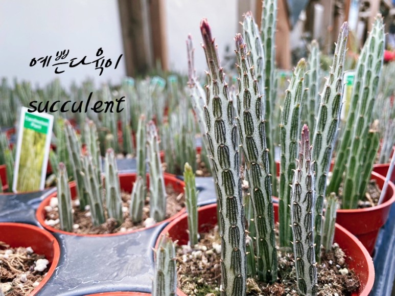 이름 가격도 같이 알아봐요. 예쁜 다육이 종류 5