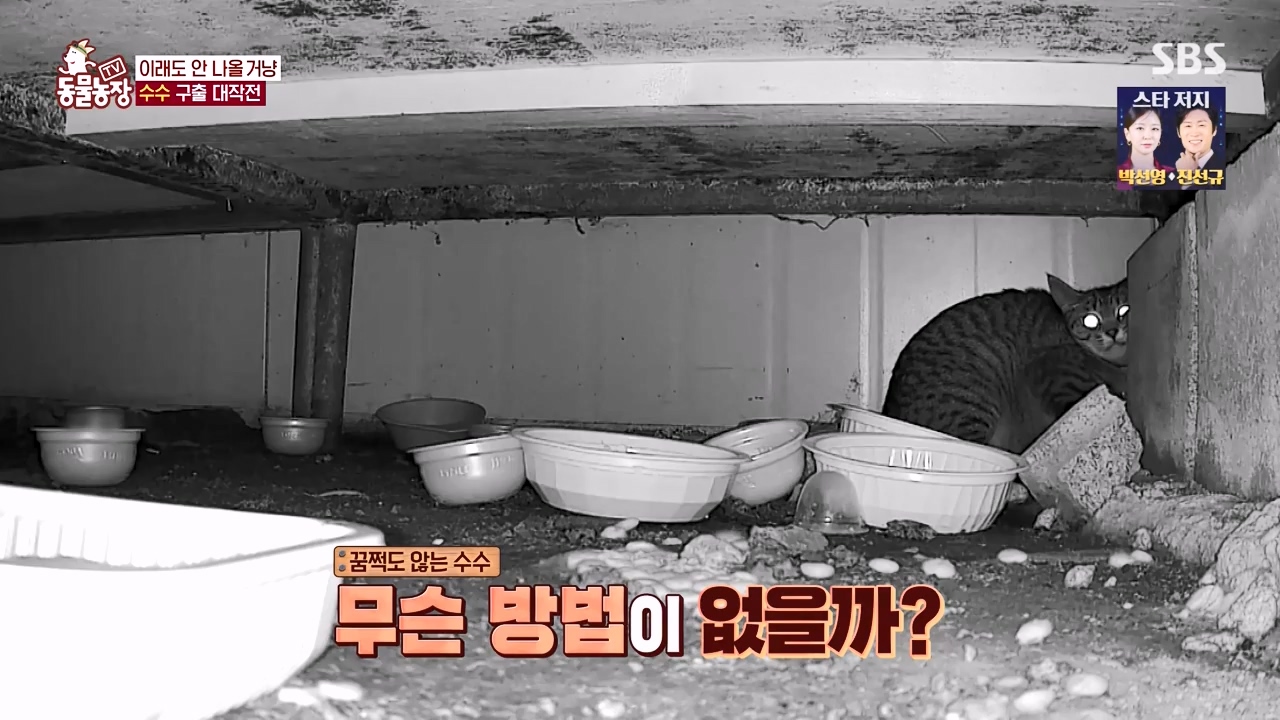 TV 동물농장.E1173.240527p-NEXT.mp4_20240526_155718.084.jpg