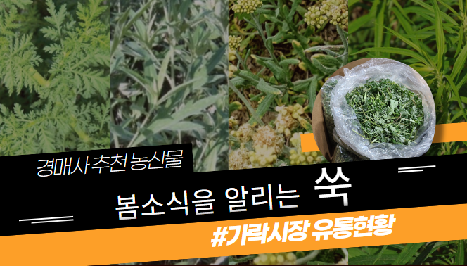  봄 소식을 알리는 대표적인 농산물 "쑥"! 가락시장 유통현황을 살펴보겠습니다!