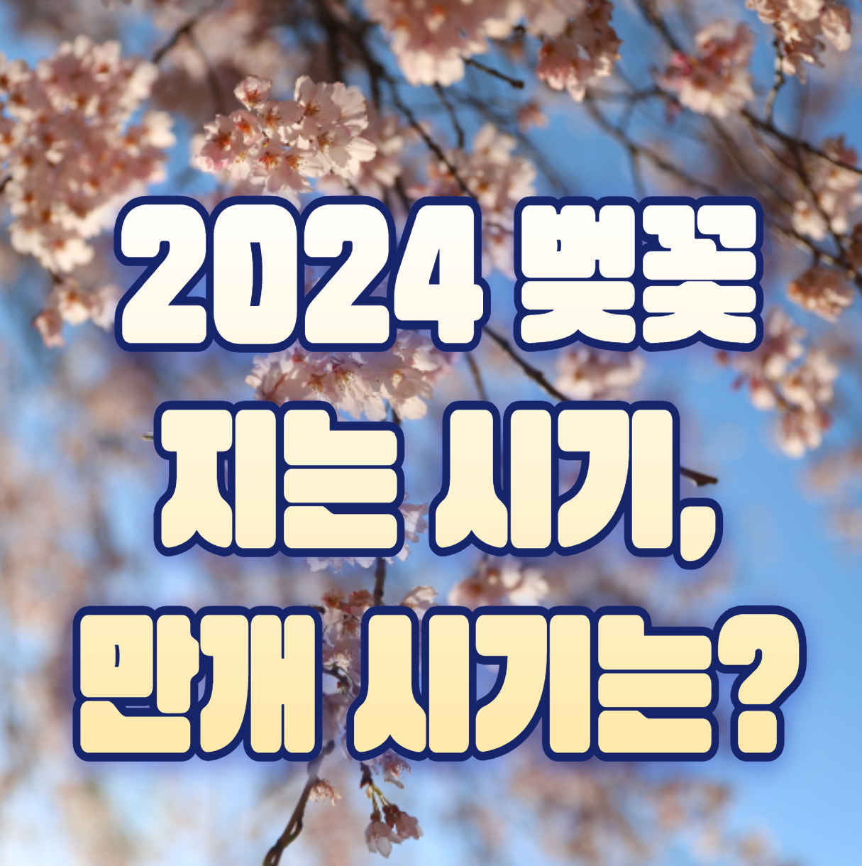 2024 벚꽃 지는 시기